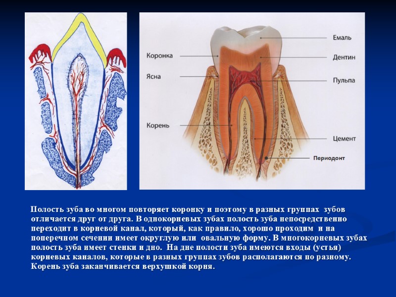 Полость зуба во многом повторяет коронку и поэтому в разных группах  зубов 
